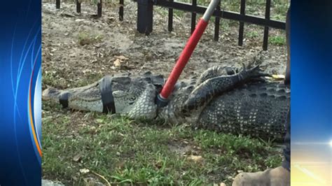 Alligator Trapped After Being Found With Body In Mouth Cops Say
