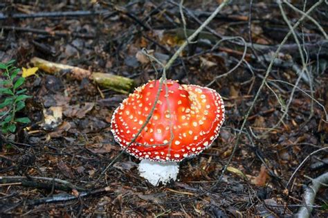 Premium Photo Top View Of A Poisonous Mushroom Growing In The Forest