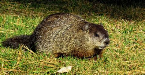 Groundhog Day Forecasts and Climate History | National Centers for