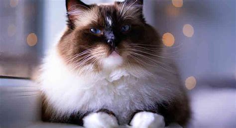 Seal Mitted Ragdoll Cat Is This Ragdoll Variety Right For You