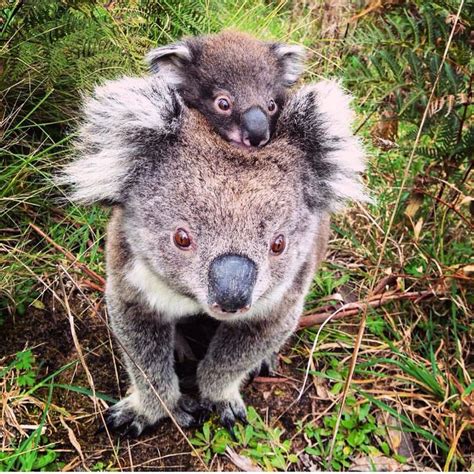 Mother And Baby Koala Great Ocean Road Victoria Koala Bear Baby
