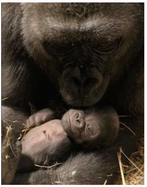 The Mother Gorilla Finally Saw Her Newborn Baby And The Doctors