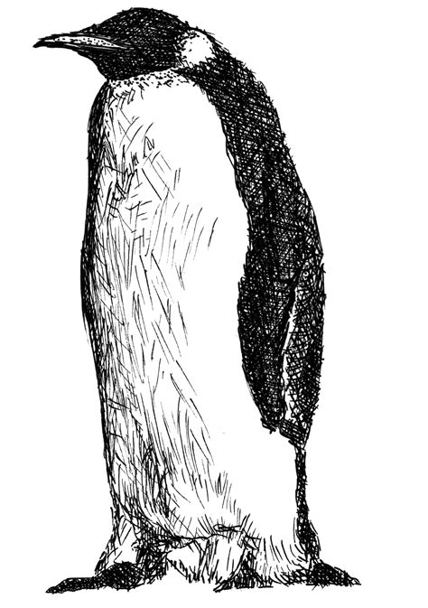 Penguin Line Drawing At Explore Collection Of