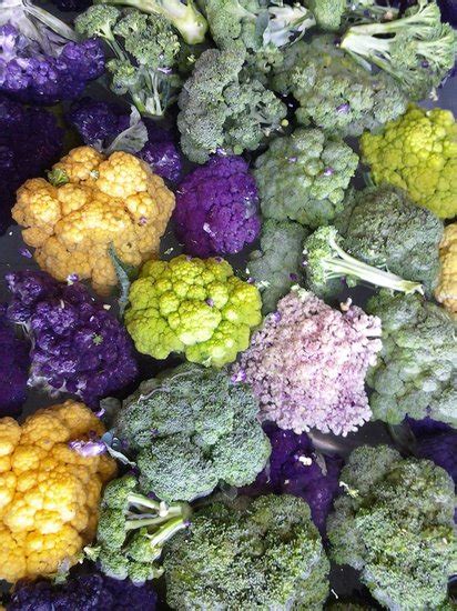 Carrots, broccoli, cauliflower, peas and other vegetables like cucumber are safe for your cats but in moderate amount every now and then. A veggie family tree: Broccoli brothers, cabbage cousins ...