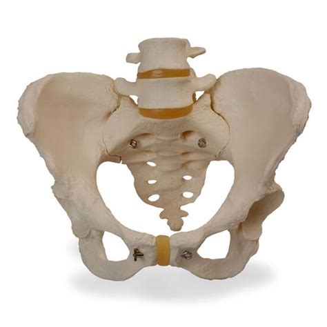 Human Female Pelvic Skeleton Model 3b Smart Anatomy Hospitalbuy