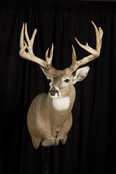 7 Best Whitetail Premier Taxidermy Images On Pinterest