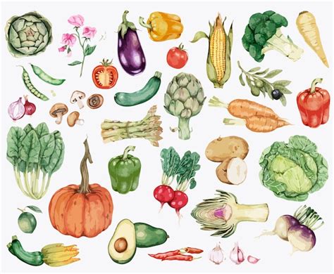 Premium Vector Collection Of Colorful Vegetable Illustration