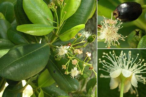 pimenta racemosa alchetron the free social encyclopedia