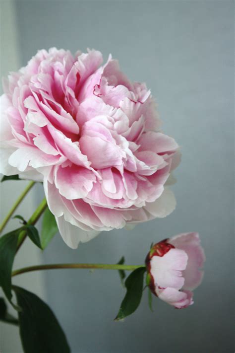 Maybe you would like to learn more about one of these? Pin by Elyse Reardon-Jung on flowers | Peonies tattoo ...