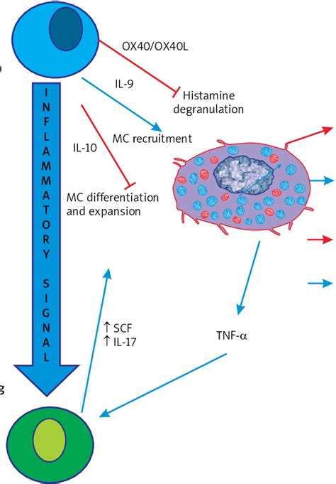 The role of mast cells in Treg activation and suppression | Download Scientific Diagram