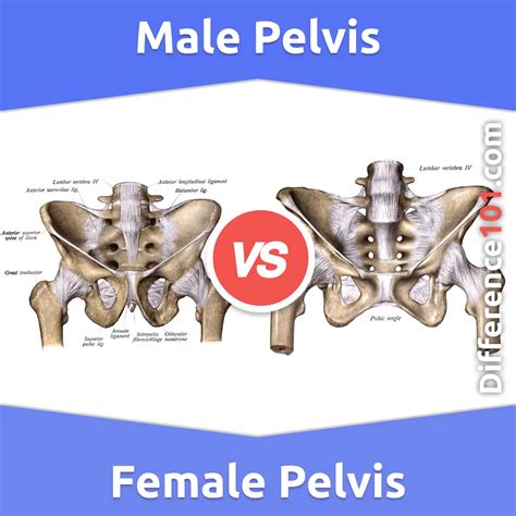 Male Vs Female Pelvis Differences Anatomy Of Skeleton 50 Off