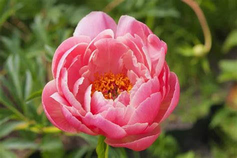 Are there different varieties of peonies. Coral charm peony | Peonies and hydrangeas, Growing ...