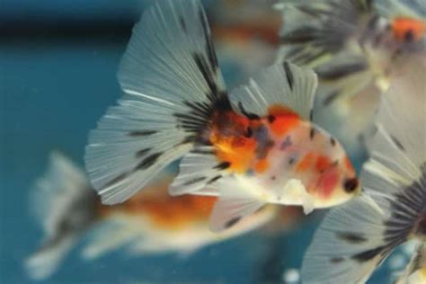Shubunkin Goldfish - Calico Goldfish - Shubunkin Goldfish Care