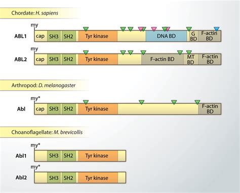 Abl Tyrosine Kinases Evolution Of Function Regulation And