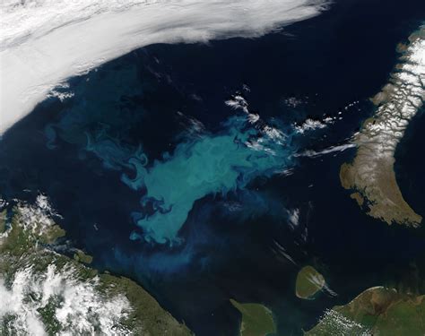 Nasa Visible Earth Phytoplankton Bloom In The Barents Sea