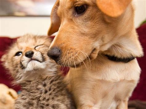 25 Adorable Photos Of Unlikely Animal Best Friends Bouncy Mustard