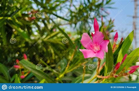 Pink Kaner Nerium Oleander Oleander Beautiful Flower Plant For Home