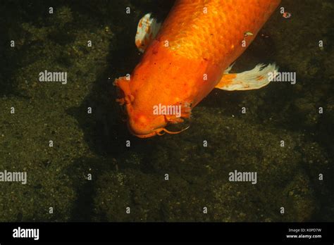 Koi Fish In Pond Stock Photo Alamy