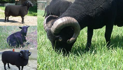 Black Welsh Mountain Sheep Breed Everything You Need To Know