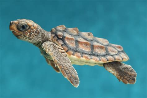 Monterey Bay Aquarium — Our New Arrival The Little Loggerhead Sea Turtle