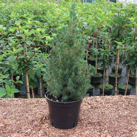Picea glauca 'Conica' (Zuckerhutfichte) online kaufen