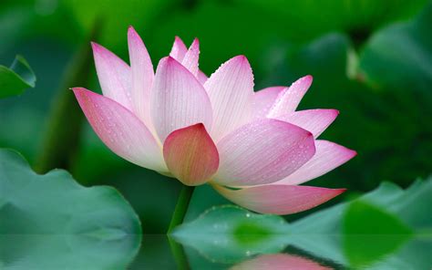 Pink Lotus Flower Wallpaper Hd Nature Lotus Flower 2560x1600
