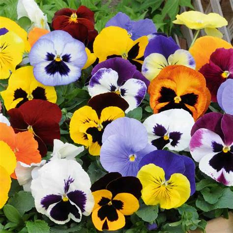 Pansy Mix 6 Pack Of Vibrant Garden Ready Bedding Plants For Pots