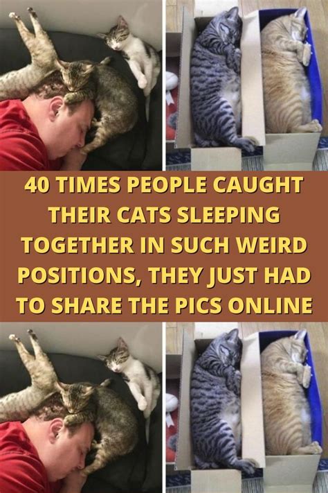 40 Times People Caught Their Cats Sleeping Together In Such Weird Positions They Just Had To