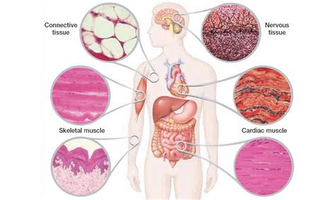 Maybe you would like to learn more about one of these? Types of Tissue ~ Study of Biological Science