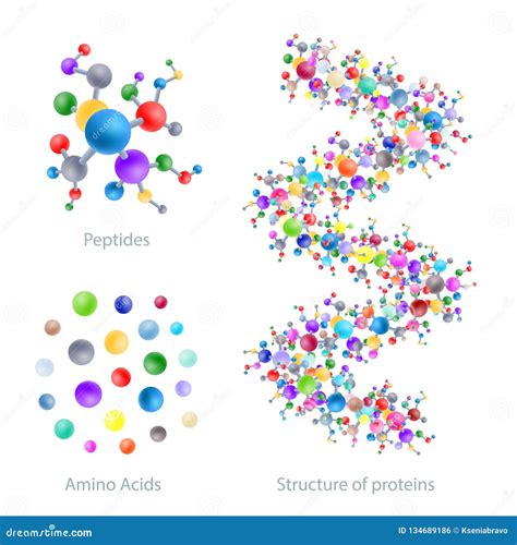 Structure Of Protein Peptides Amino Acids Vector Stock Vector