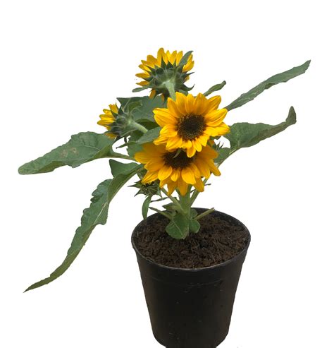 Sunflower Plant Care Philippines