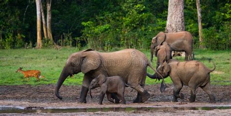 Grupo De Elefantes Da Floresta Na Borda Da Floresta Imagem De Stock