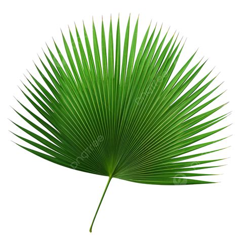 Tropical Nature Green Fan Palm Leaf Png File Tropical Leaves Palm