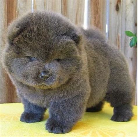 Chow Chow Baby White Whats New