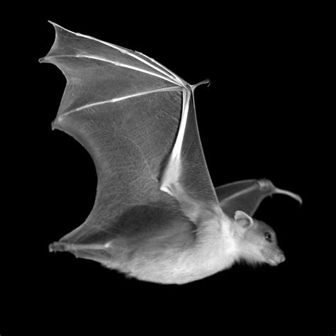Joints Key To Bats Complicated Flight Patterns The New York Times