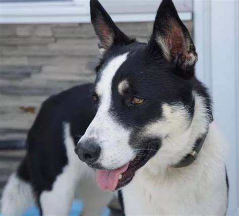 Border Collie Husky Mix Why We Love This Energetic Dog Timberwolfpet