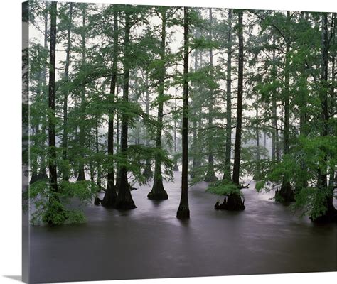 Misty Stand Of Bald Cypress Trees Taxodium Distichum In Bluff Lake