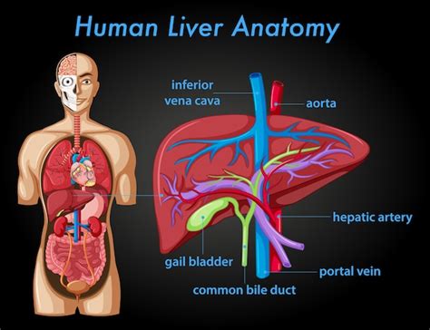 Liver Sections Diagram