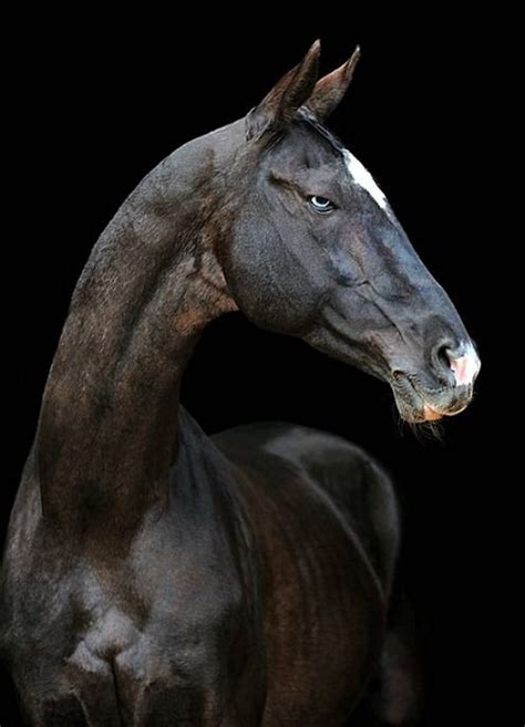 Akhal Teke Stallion Tokhtamysh Photo Artur Baboev Akhal Teke
