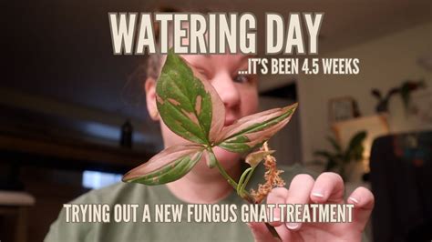 Watering Day New Fungus Gnat Treatment Youtube