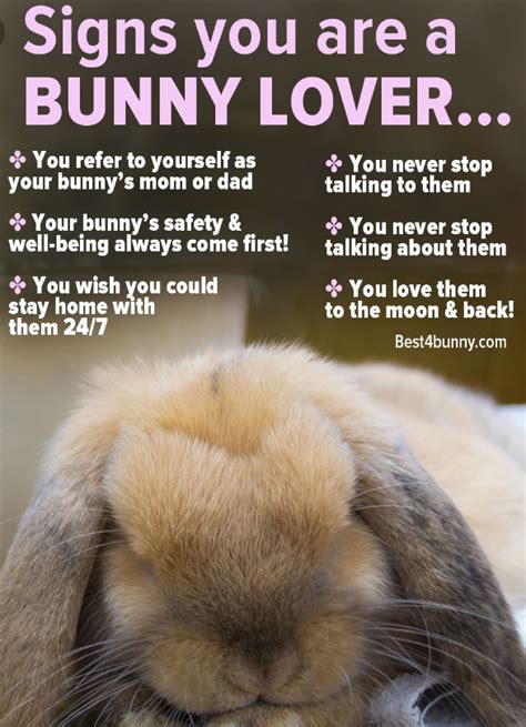 Pin By Anna Lee On All You Need Is Love And A Bunny Rabbit Lover