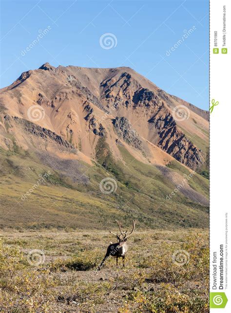 Barren Ground Caribou Bull Stock Photo Image Of Deer 89701980