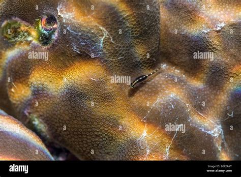 Sebrees Pygmy Goby Eviota Sebreei Maldives Stock Photo Alamy