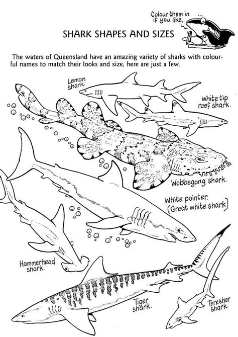 Free coloring hammerhead shark coloring page. 33 Free Shark Coloring Pages Printable