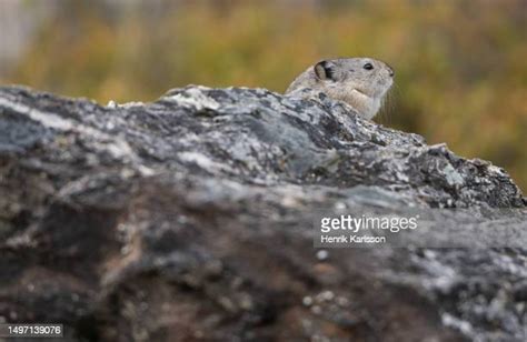 Collared Pika Photos And Premium High Res Pictures Getty Images