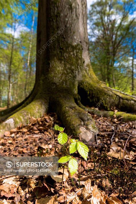 Beech Tree Sapling Fagus Sylvatica At Base Of Mature Beech Tree In Bruern Wood In The