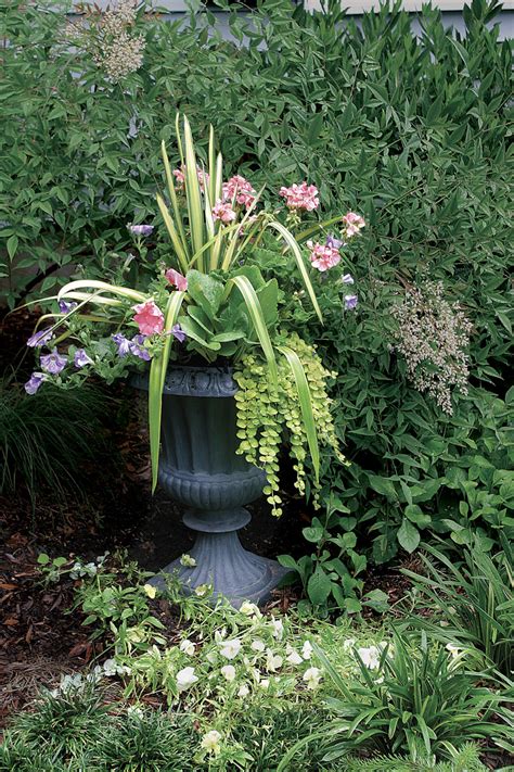 10 Plants For Year Round Containers Finegardening