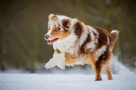 Australian Shepherd Charakter Und Wesen