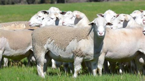 Dorper Sheep Society Australia Red Rock White Dorpers Try Barley To