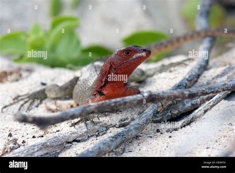 Red Headed Lizard Hi Res Stock Photography And Images Alamy